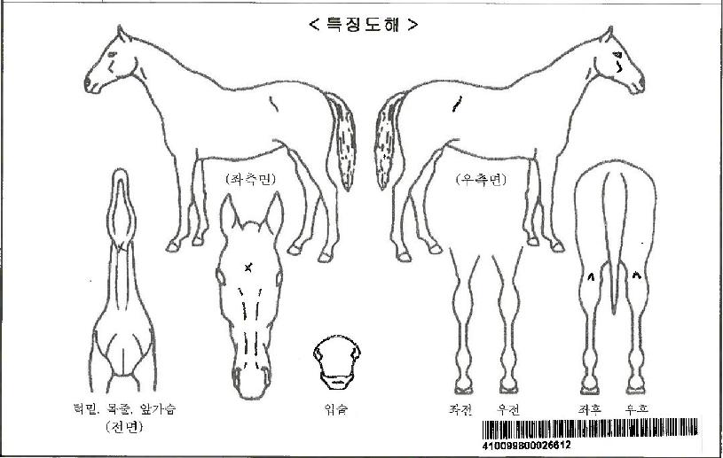ÇØ¿î´ë¹Ù´ÙÀÚ¸¶ÀÇ Ãø¸é,¿ì¸é,µÞ¸é,µÎ»ó,´Ù¸®ÀÇ Æ¯Â¡µµÇØ