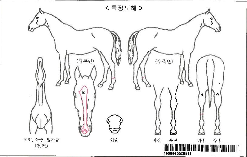 ������Ʈ�ڸ��� ����,���,�޸�,�λ�,�ٸ��� Ư¡����