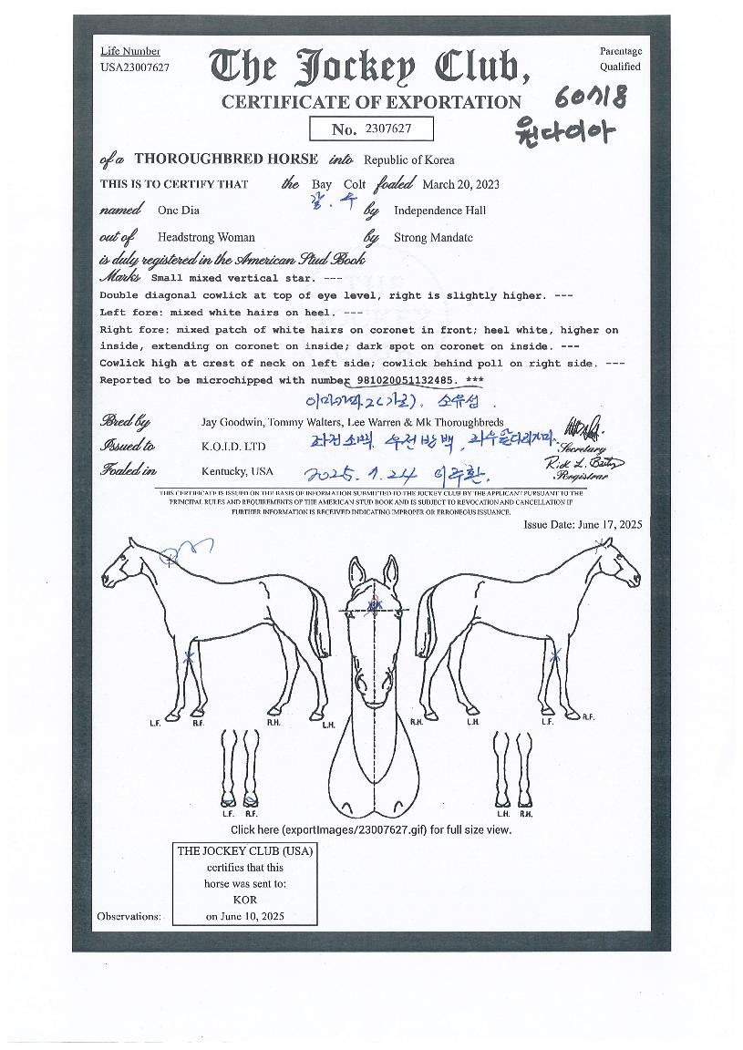 ¿ø´ÙÀ̾ÆÀÇ Ãø¸é,¿ì¸é,µÞ¸é,µÎ»ó,´Ù¸®ÀÇ Æ¯Â¡µµÇØ