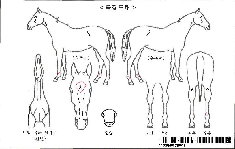 ����Ƽ����ڸ��� ����,���,�޸�,�λ�,�ٸ��� Ư¡����