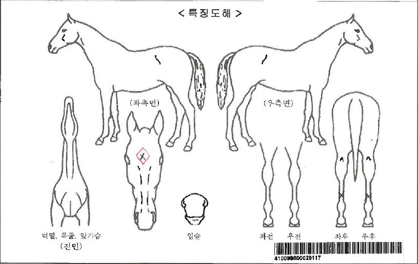 ÃÖ´ëdz¼ÓÀÚ¸¶ÀÇ Ãø¸é,¿ì¸é,µÞ¸é,µÎ»ó,´Ù¸®ÀÇ Æ¯Â¡µµÇØ