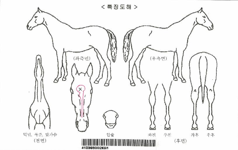 ���Ĺ�ڸ��� ����,���,�޸�,�λ�,�ٸ��� Ư¡����