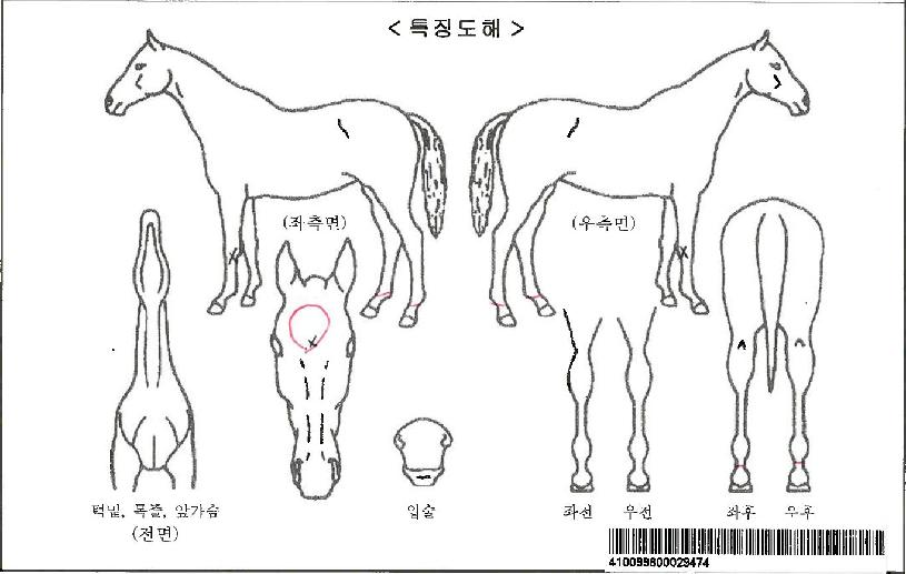 ��ٶ��ڸ��� ����,���,�޸�,�λ�,�ٸ��� Ư¡����