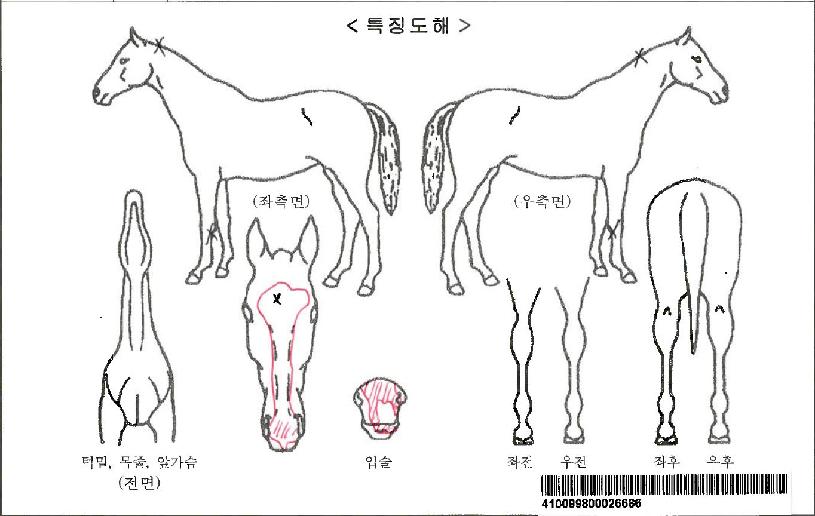 °í½ºÆ®¿ïÇÁÀÚ¸¶ÀÇ Ãø¸é,¿ì¸é,µÞ¸é,µÎ»ó,´Ù¸®ÀÇ Æ¯Â¡µµÇØ