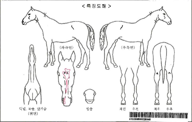 ��´��̾��ڸ��� ����,���,�޸�,�λ�,�ٸ��� Ư¡����