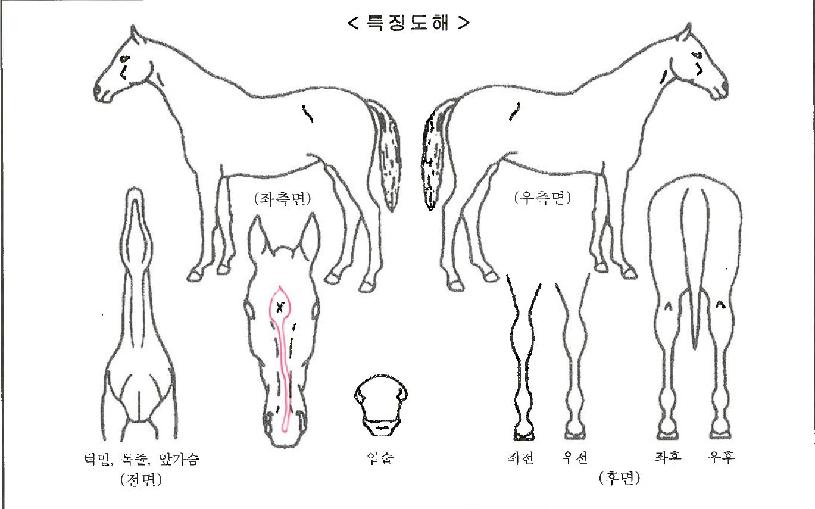 ºê¶óÀÌÆ®ºòÅÍÀÚ¸¶ÀÇ Ãø¸é,¿ì¸é,µÞ¸é,µÎ»ó,´Ù¸®ÀÇ Æ¯Â¡µµÇØ
