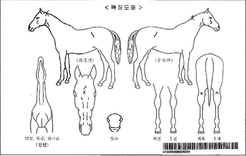 Çʸ§ÂüÀÚ¸¶ÀÇ Ãø¸é,¿ì¸é,µÞ¸é,µÎ»ó,´Ù¸®ÀÇ Æ¯Â¡µµÇØ