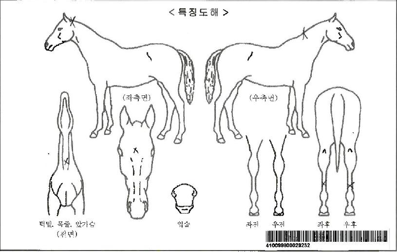 �����Ʒ��̵��ڸ��� ����,���,�޸�,�λ�,�ٸ��� Ư¡����