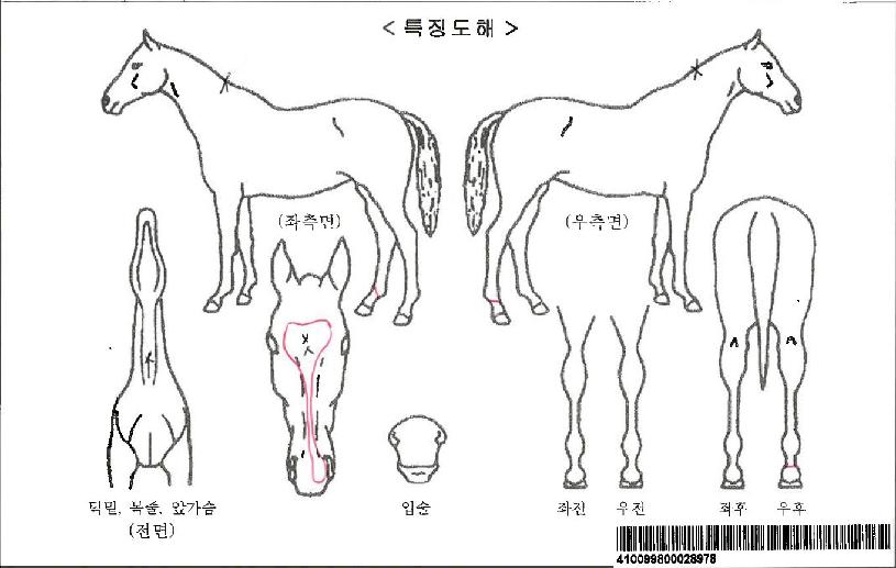 »çºê¸®³ªÀÚ¸¶ÀÇ Ãø¸é,¿ì¸é,µÞ¸é,µÎ»ó,´Ù¸®ÀÇ Æ¯Â¡µµÇØ