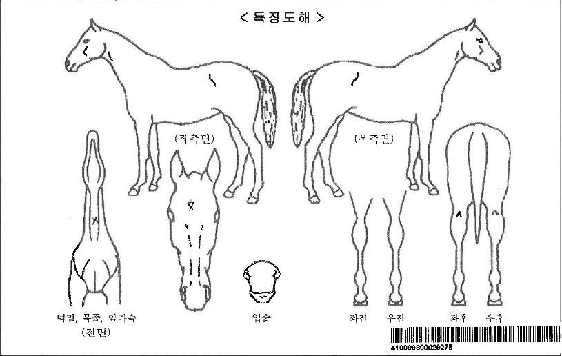 �׸������ڸ��� ����,���,�޸�,�λ�,�ٸ��� Ư¡����