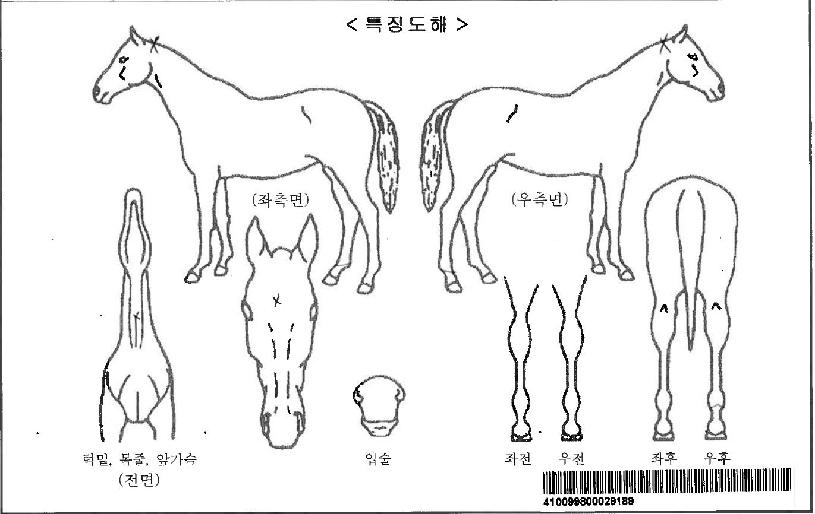ºñ¿£³ª¸á·ÎµðÀÚ¸¶ÀÇ Ãø¸é,¿ì¸é,µÞ¸é,µÎ»ó,´Ù¸®ÀÇ Æ¯Â¡µµÇØ