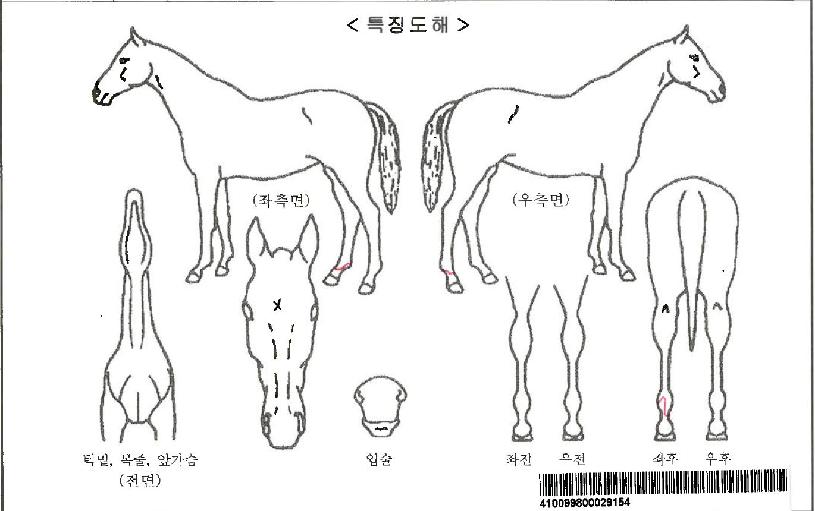 ÇØÇÇÇѰÉÀÚ¸¶ÀÇ Ãø¸é,¿ì¸é,µÞ¸é,µÎ»ó,´Ù¸®ÀÇ Æ¯Â¡µµÇØ