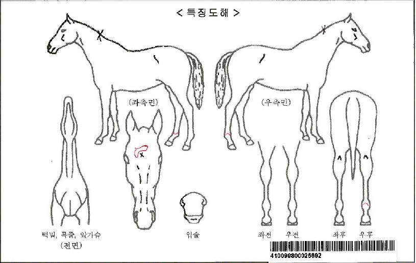 �м��÷��̾��ڸ��� ����,���,�޸�,�λ�,�ٸ��� Ư¡����