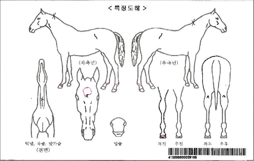 ��Ÿ�����ڸ��� ����,���,�޸�,�λ�,�ٸ��� Ư¡����