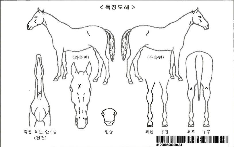 ·Î½ºÆ®Å·´ýÀÇ Ãø¸é,¿ì¸é,µÞ¸é,µÎ»ó,´Ù¸®ÀÇ Æ¯Â¡µµÇØ