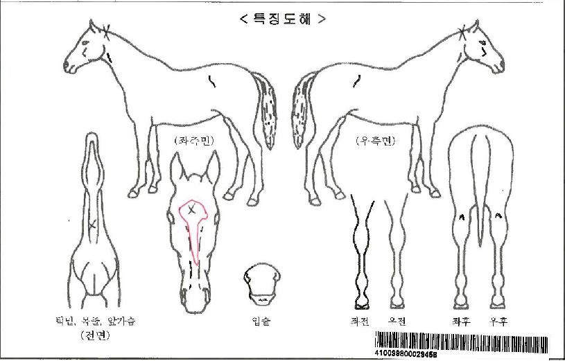 Ÿ����帲�ڸ��� ����,���,�޸�,�λ�,�ٸ��� Ư¡����