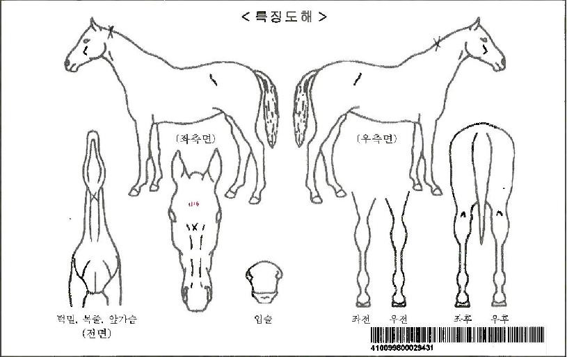 ¹®º¸¿ìÀÚ¸¶ÀÇ Ãø¸é,¿ì¸é,µÞ¸é,µÎ»ó,´Ù¸®ÀÇ Æ¯Â¡µµÇØ