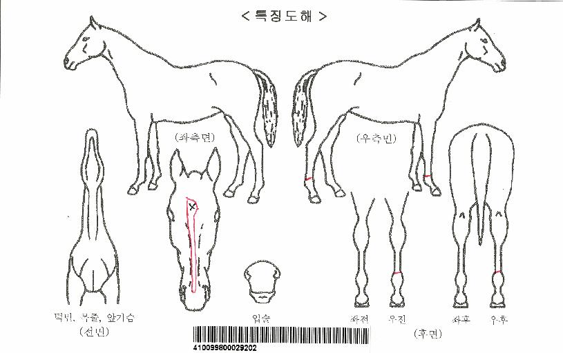 ž����Ʈ�ڸ��� ����,���,�޸�,�λ�,�ٸ��� Ư¡����