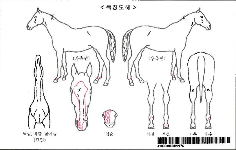 ÄÉÀÌÄÉÀ̽º¹÷¾ÆÀÌÀÚ¸¶ÀÇ Ãø¸é,¿ì¸é,µÞ¸é,µÎ»ó,´Ù¸®ÀÇ Æ¯Â¡µµÇØ