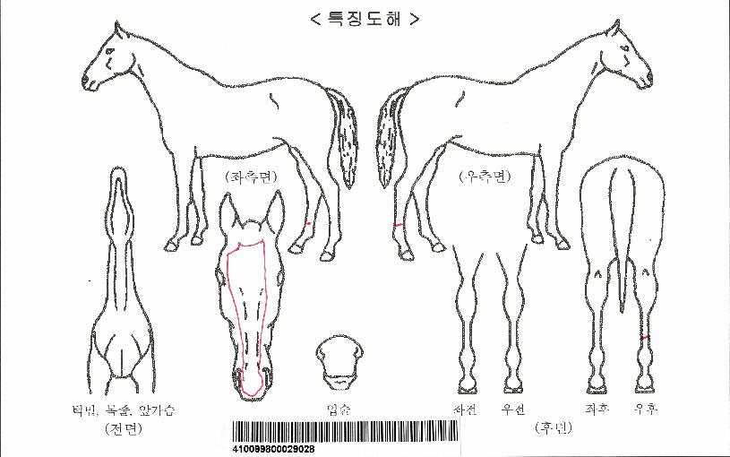 °¥¶óµå¸®¿¤Áî¶óÀÕÀÚ¸¶ÀÇ Ãø¸é,¿ì¸é,µÞ¸é,µÎ»ó,´Ù¸®ÀÇ Æ¯Â¡µµÇØ