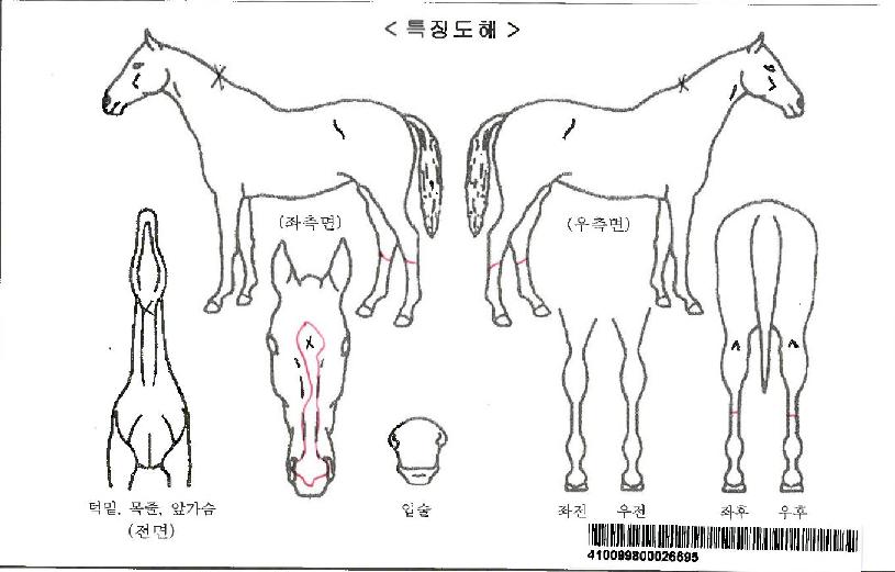 ÇÒ¸®ÄýÀÚ¸¶ÀÇ Ãø¸é,¿ì¸é,µÞ¸é,µÎ»ó,´Ù¸®ÀÇ Æ¯Â¡µµÇØ