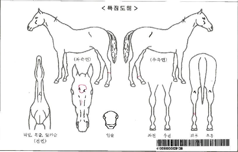 ³ë´ø¶óÀÌÃ÷ÀÚ¸¶ÀÇ Ãø¸é,¿ì¸é,µÞ¸é,µÎ»ó,´Ù¸®ÀÇ Æ¯Â¡µµÇØ