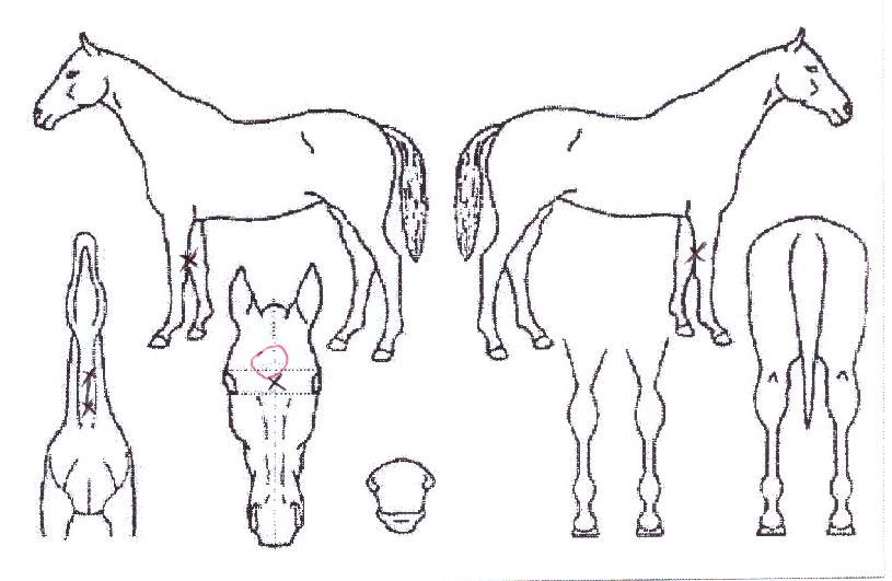 Ä«¿îÆ®¸®½ºÀ©ÀÇ Ãø¸é,¿ì¸é,µÞ¸é,µÎ»ó,´Ù¸®ÀÇ Æ¯Â¡µµÇØ