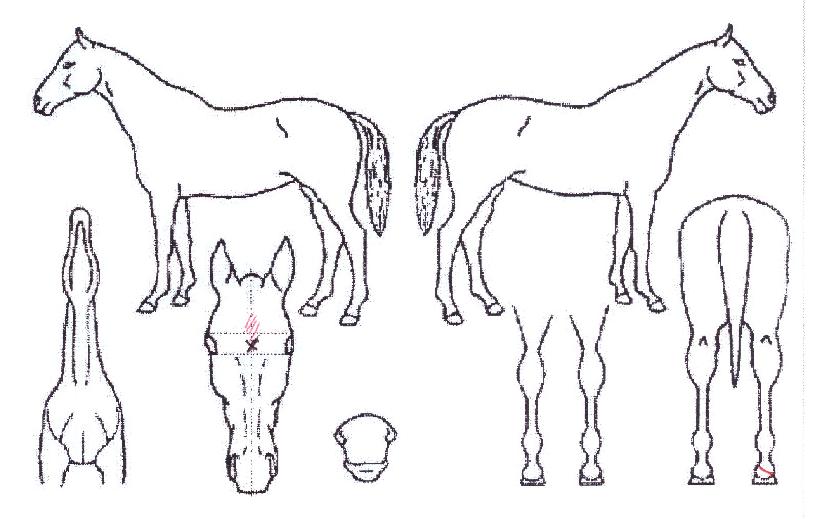 ��ī�������� ����,���,�޸�,�λ�,�ٸ��� Ư¡����