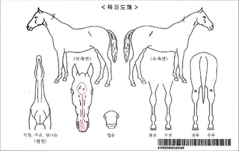 �Ͼ�ε鷹�ڸ��� ����,���,�޸�,�λ�,�ٸ��� Ư¡����