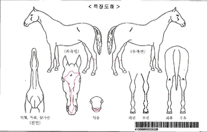 ���̾����Ʈ�����ڸ��� ����,���,�޸�,�λ�,�ٸ��� Ư¡����