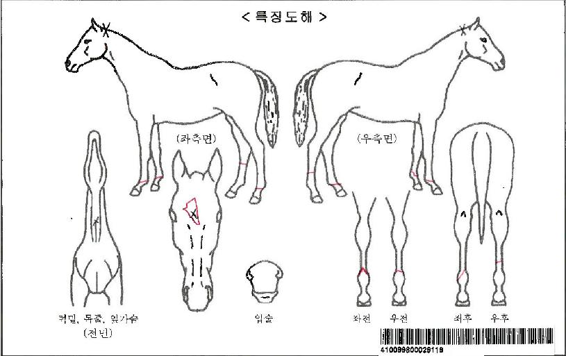 ´ÙÀ̳ª¹Í¹«ºêÀÚ¸¶ÀÇ Ãø¸é,¿ì¸é,µÞ¸é,µÎ»ó,´Ù¸®ÀÇ Æ¯Â¡µµÇØ