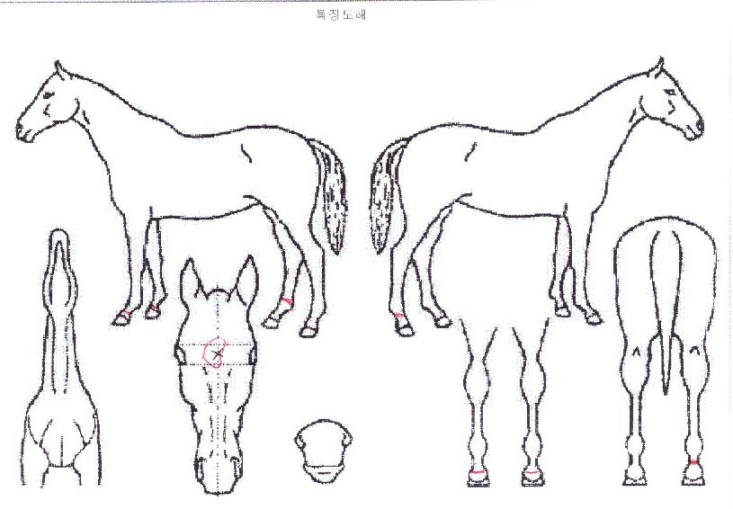 �糪ũ����� ����,���,�޸�,�λ�,�ٸ��� Ư¡����