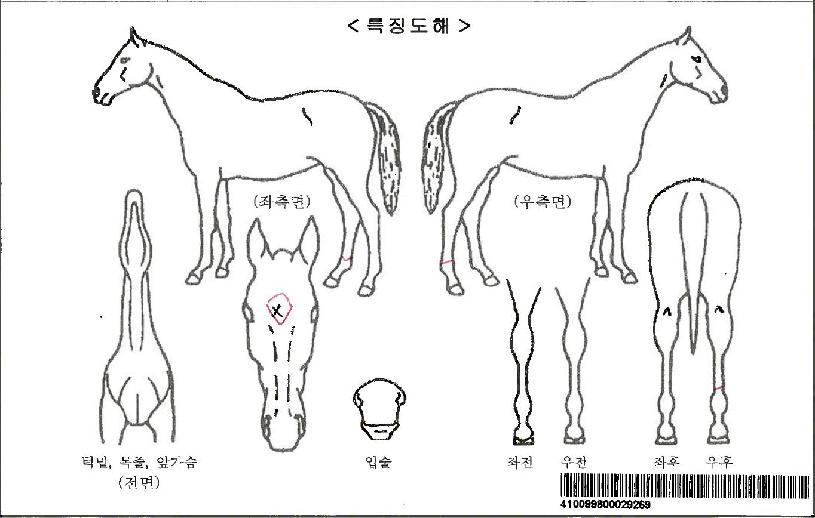 ÇǴнº¼ºêÀÚ¸¶ÀÇ Ãø¸é,¿ì¸é,µÞ¸é,µÎ»ó,´Ù¸®ÀÇ Æ¯Â¡µµÇØ