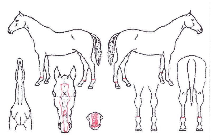 ¹Ì½ºÅÍÇÁ¶óÀÓÀÇ Ãø¸é,¿ì¸é,µÞ¸é,µÎ»ó,´Ù¸®ÀÇ Æ¯Â¡µµÇØ