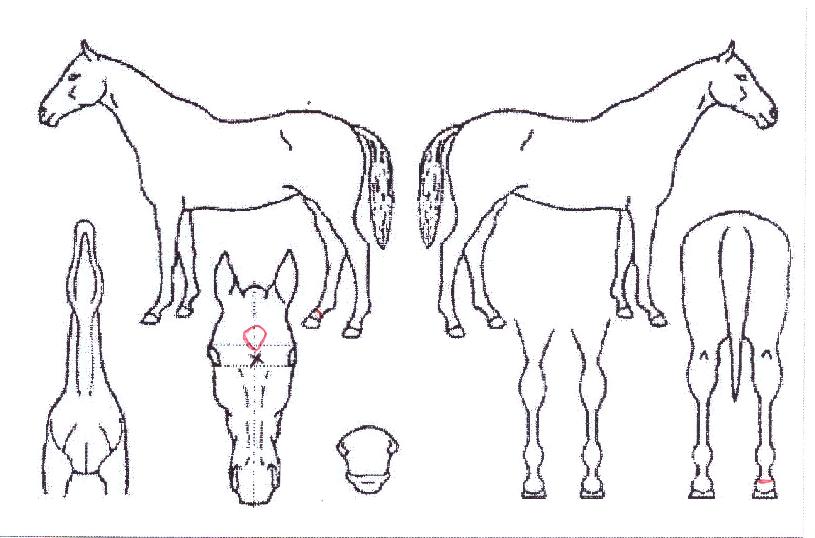 À§´×Æ÷½ºÀÇ Ãø¸é,¿ì¸é,µÞ¸é,µÎ»ó,´Ù¸®ÀÇ Æ¯Â¡µµÇØ