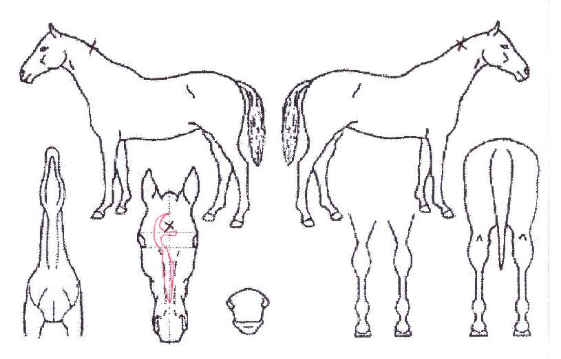 �۷ι���Ʈ�� ����,���,�޸�,�λ�,�ٸ��� Ư¡����