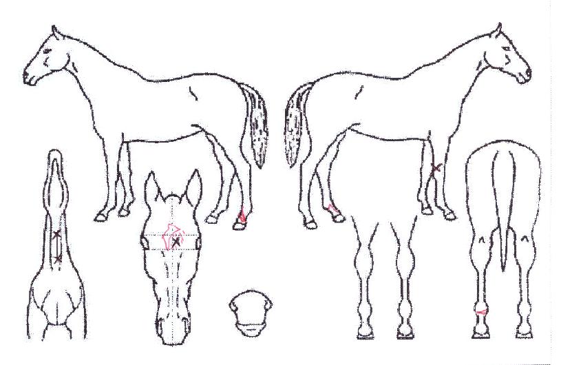 �ʽ¿����� ����,���,�޸�,�λ�,�ٸ��� Ư¡����