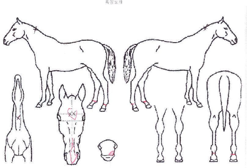 Æ®¶óÀ̺í¿öÀÇ Ãø¸é,¿ì¸é,µÞ¸é,µÎ»ó,´Ù¸®ÀÇ Æ¯Â¡µµÇØ