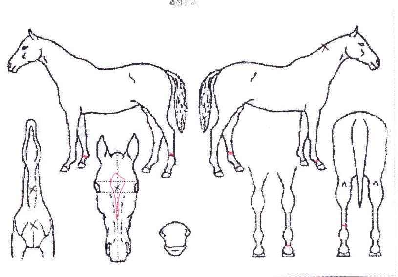 Â÷¹Öº¸½ºÀÇ Ãø¸é,¿ì¸é,µÞ¸é,µÎ»ó,´Ù¸®ÀÇ Æ¯Â¡µµÇØ