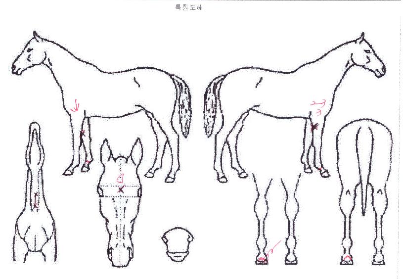 ���δ������� ����,���,�޸�,�λ�,�ٸ��� Ư¡����