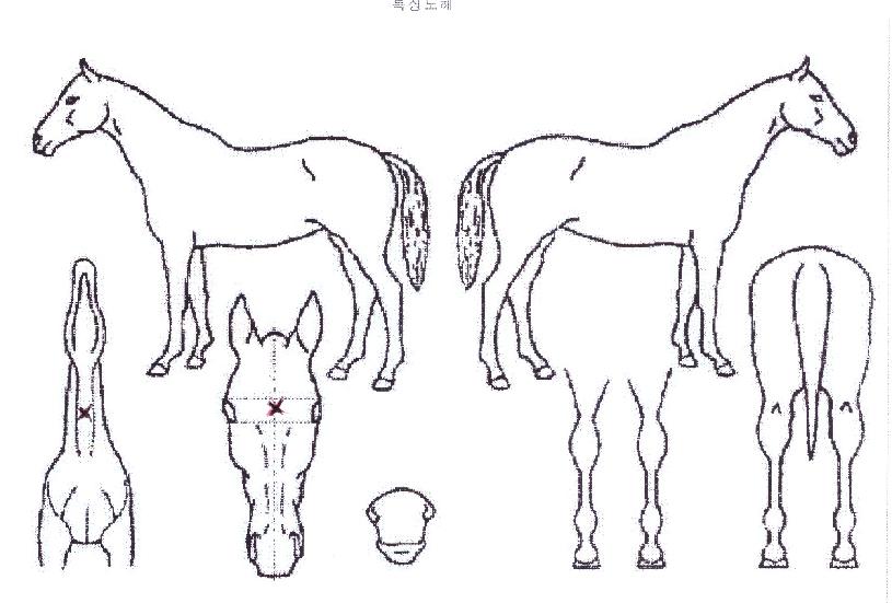 »õ½Ã´ë¿øÀÇ Ãø¸é,¿ì¸é,µÞ¸é,µÎ»ó,´Ù¸®ÀÇ Æ¯Â¡µµÇØ