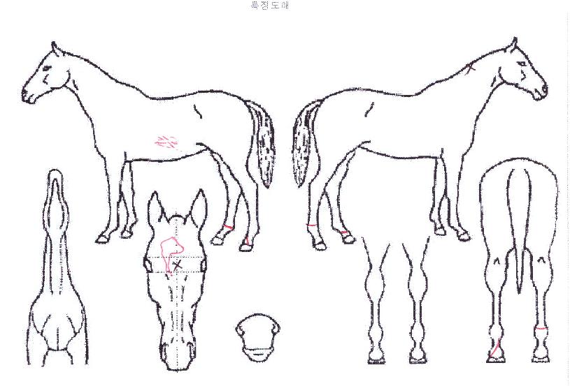 ·¹¸óÅ·ÀÌÁöÀÇ Ãø¸é,¿ì¸é,µÞ¸é,µÎ»ó,´Ù¸®ÀÇ Æ¯Â¡µµÇØ