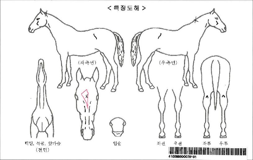 Á¦½º¹ÎÀÚ¸¶ÀÇ Ãø¸é,¿ì¸é,µÞ¸é,µÎ»ó,´Ù¸®ÀÇ Æ¯Â¡µµÇØ