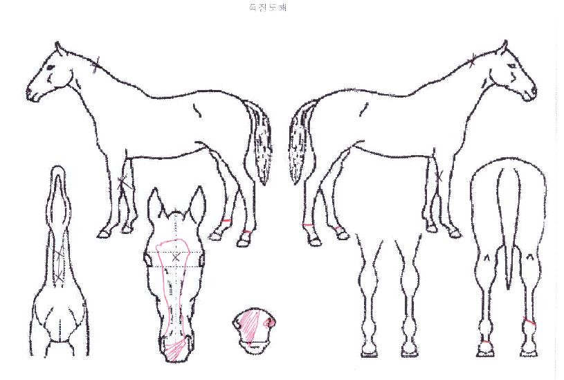 Å×ÀÌÅ©ÀεðÀÇ Ãø¸é,¿ì¸é,µÞ¸é,µÎ»ó,´Ù¸®ÀÇ Æ¯Â¡µµÇØ