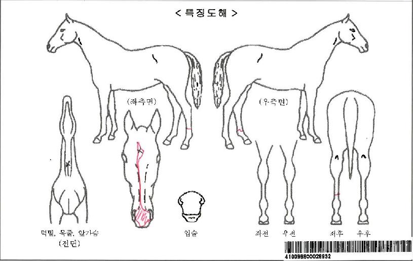 �Ѽ��÷����ڸ��� ����,���,�޸�,�λ�,�ٸ��� Ư¡����