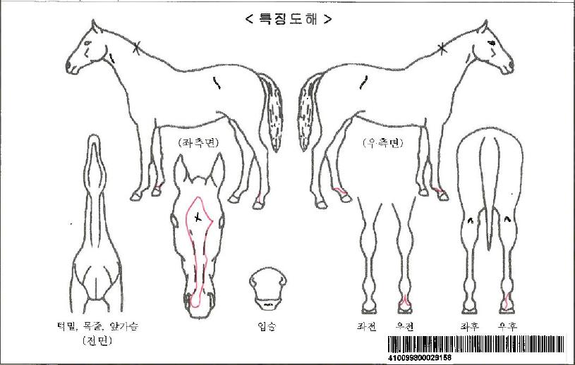 Ƽ��Ʋ��ġ�ڸ��� ����,���,�޸�,�λ�,�ٸ��� Ư¡����