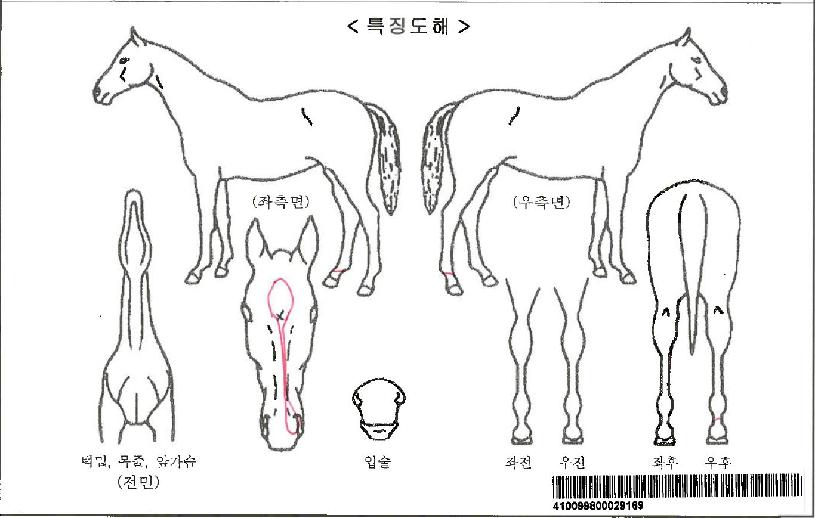 ĳ�Ѷ��̳��������ڸ��� ����,���,�޸�,�λ�,�ٸ��� Ư¡����