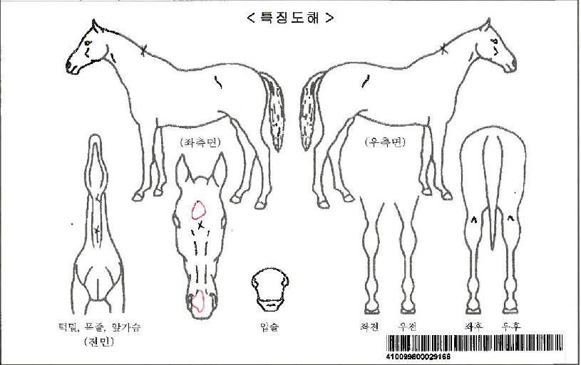 ���������Ʈ�ڸ��� ����,���,�޸�,�λ�,�ٸ��� Ư¡����