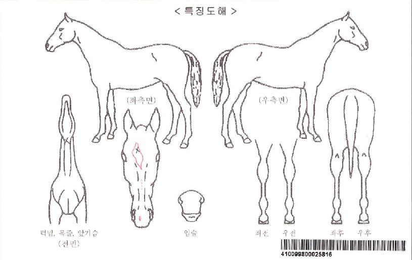 ¿ø´õÇ®Â÷¸ÓÀÚ¸¶ÀÇ Ãø¸é,¿ì¸é,µÞ¸é,µÎ»ó,´Ù¸®ÀÇ Æ¯Â¡µµÇØ