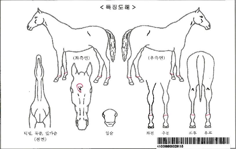 �����ǿ����ڸ��� ����,���,�޸�,�λ�,�ٸ��� Ư¡����